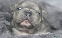 French Bulldog dogs for sale: Stunning French bulldog puppies  - Advert 19