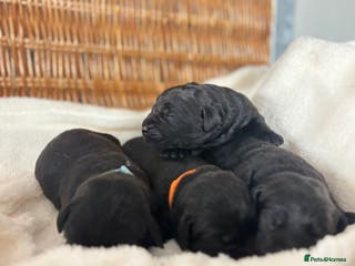Labrador Retriever dogs Chunky Labrador Puppies - Advert 6