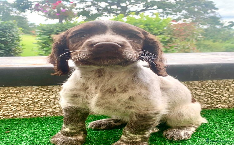 Cocker Spaniel dogs - Advert 1