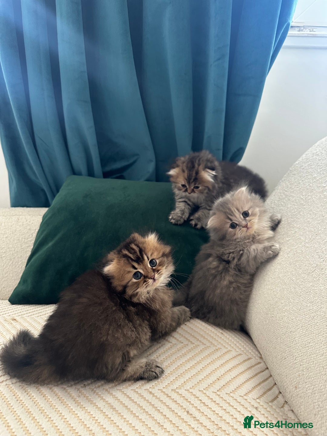 Scottish Fold cats for sale: Scottish Long hair  - Image 8