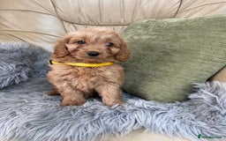 Cavapoo dogs for sale: Stunning boys and girls.  - Image 5