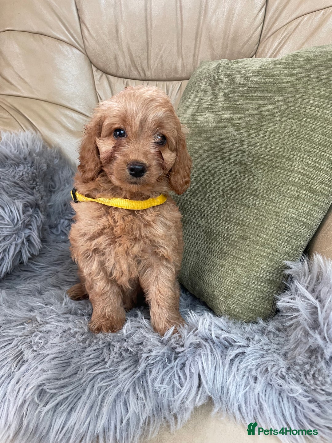 Cavapoo dogs for sale: Stunning boys and girls.  - Image 5