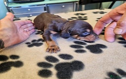 Hungarian Vizsla dogs for sale: Hungarian vizsla pups top quality pups  - Image 7