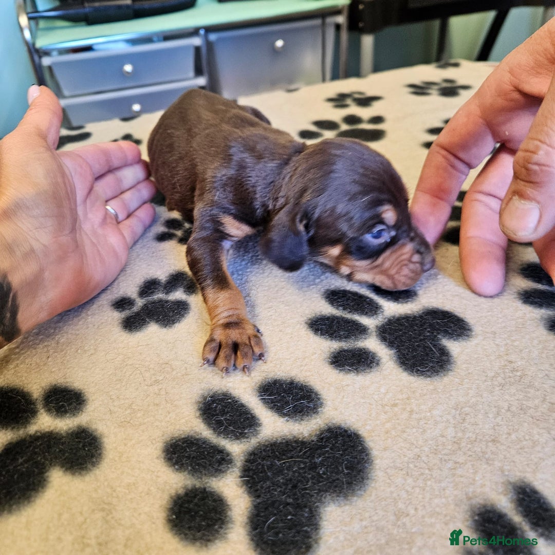 Hungarian Vizsla dogs for sale: Hungarian vizsla pups top quality pups  - Image 7