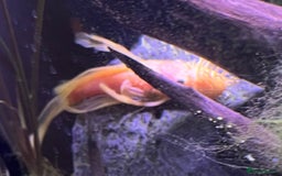 Bettas fish for sale: Aquarium with Betta and Plecco - Image 2
