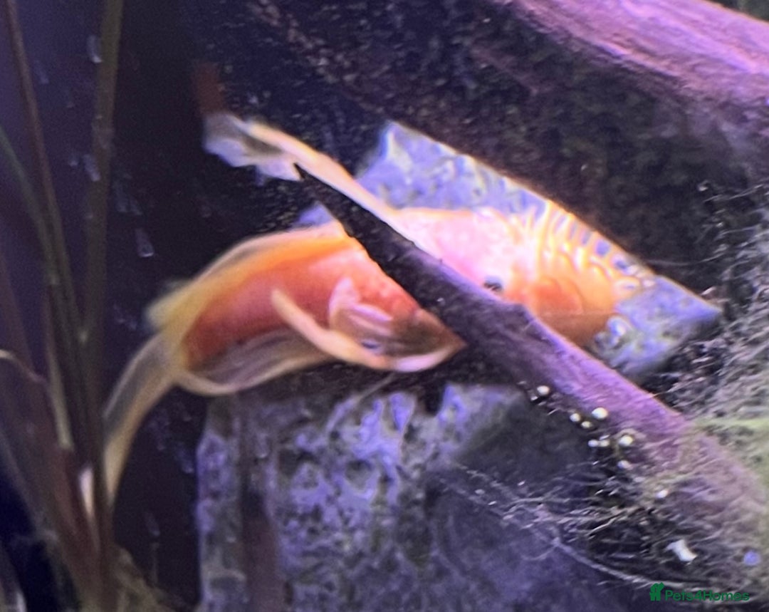 Bettas fish for sale: Aquarium with Betta and Plecco - Image 2