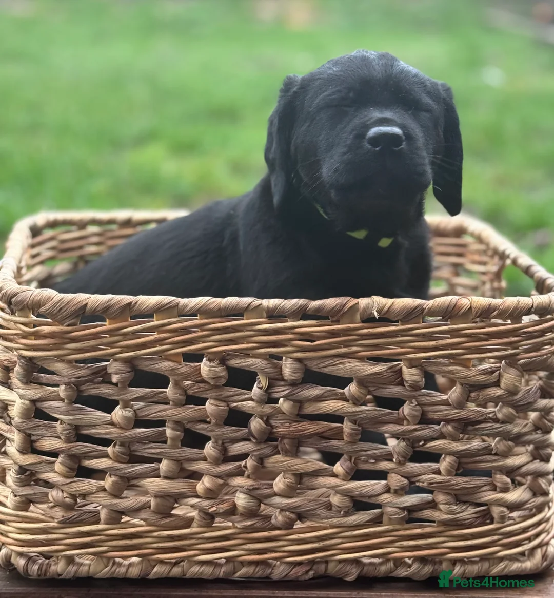 Labrador Retriever dogs for sale:  ✨ KC Registered Labrador Retriever Puppies   - Advert 14
