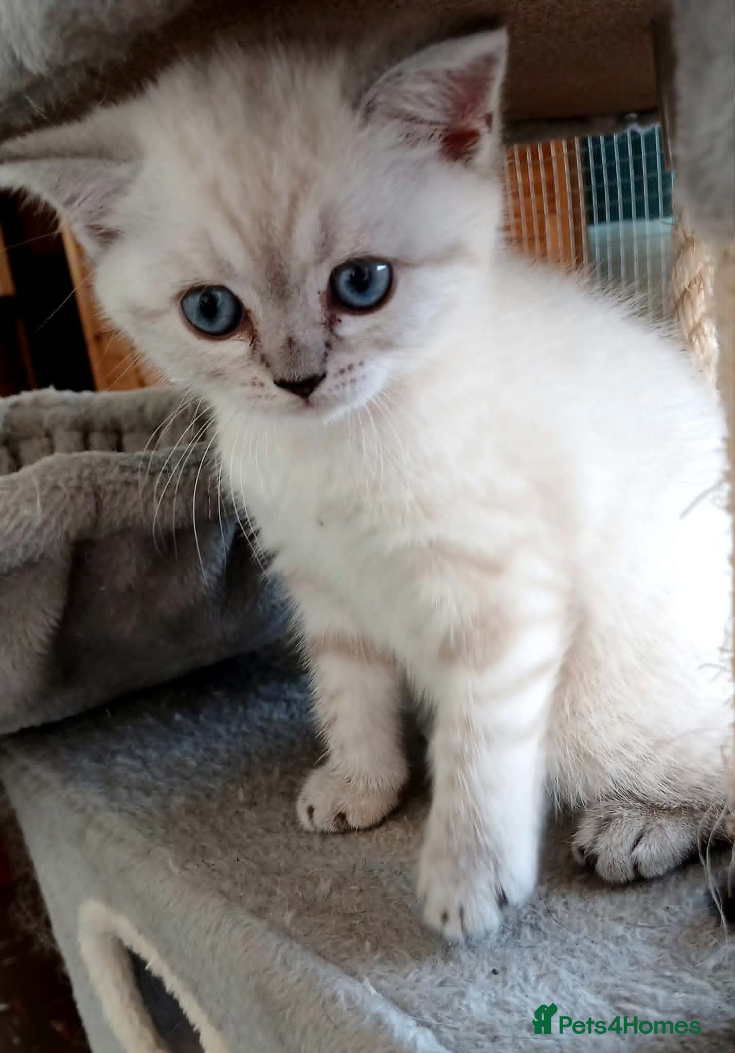 British Shorthair cats Bsh.X Scottish fold colorpoint.  - Advert 8