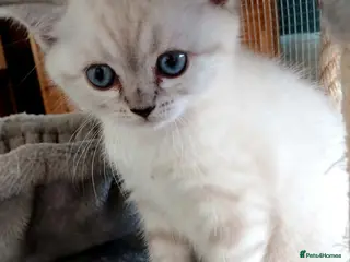 British Shorthair cats Bsh.X Scottish fold colorpoint. - Advert 8