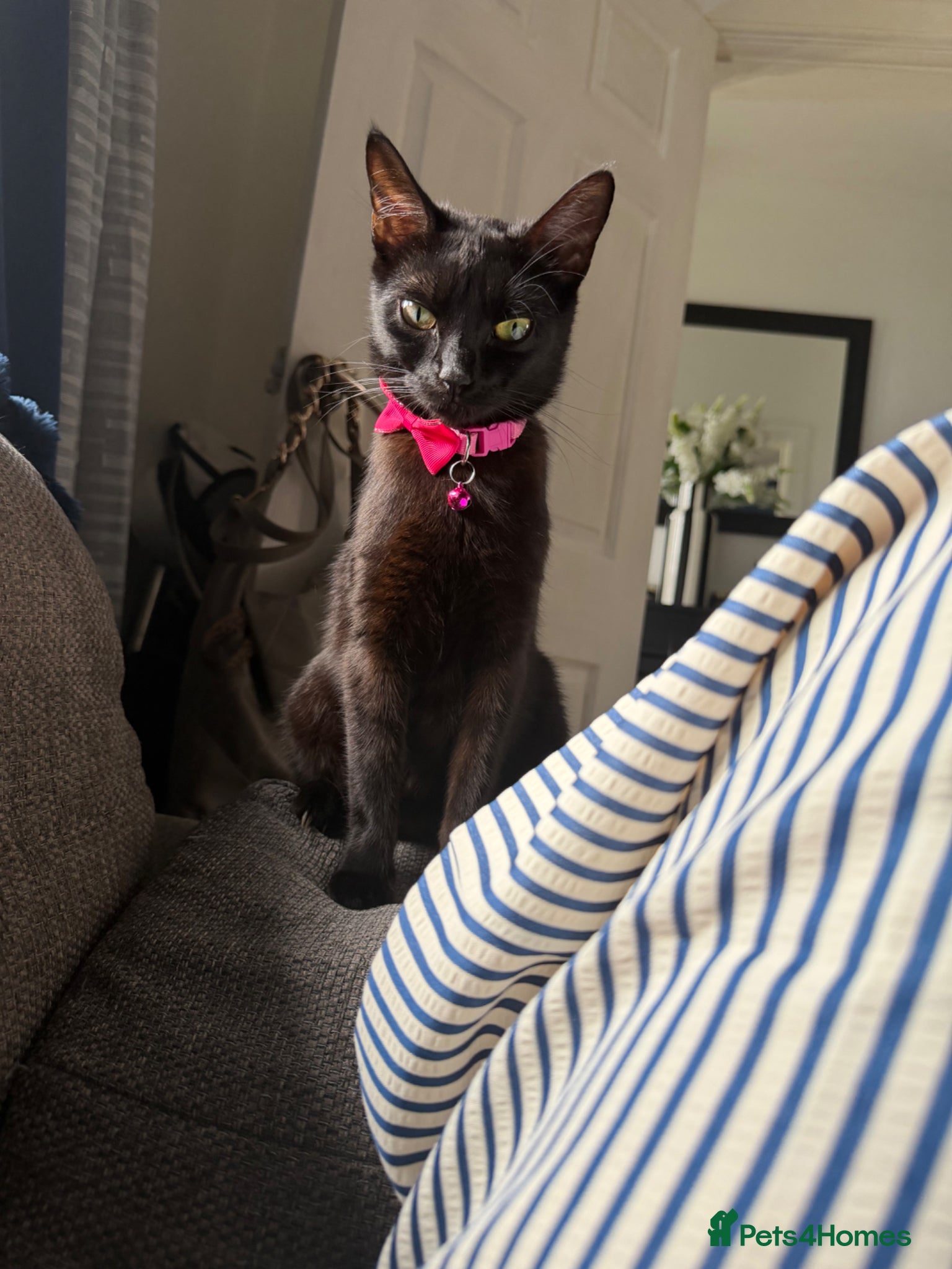 Mixed Breed cats for sale: Stunning black kittens  - Advert 1