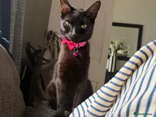 Mixed Breed cats Stunning black kittens - Advert 1