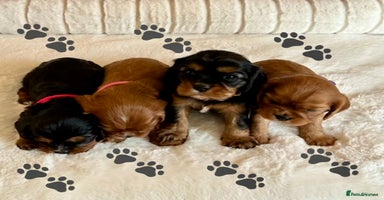 Cavalier King Charles Spaniel dogs - Advert 8