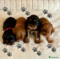 Cavalier King Charles Spaniel dogs - Advert 8