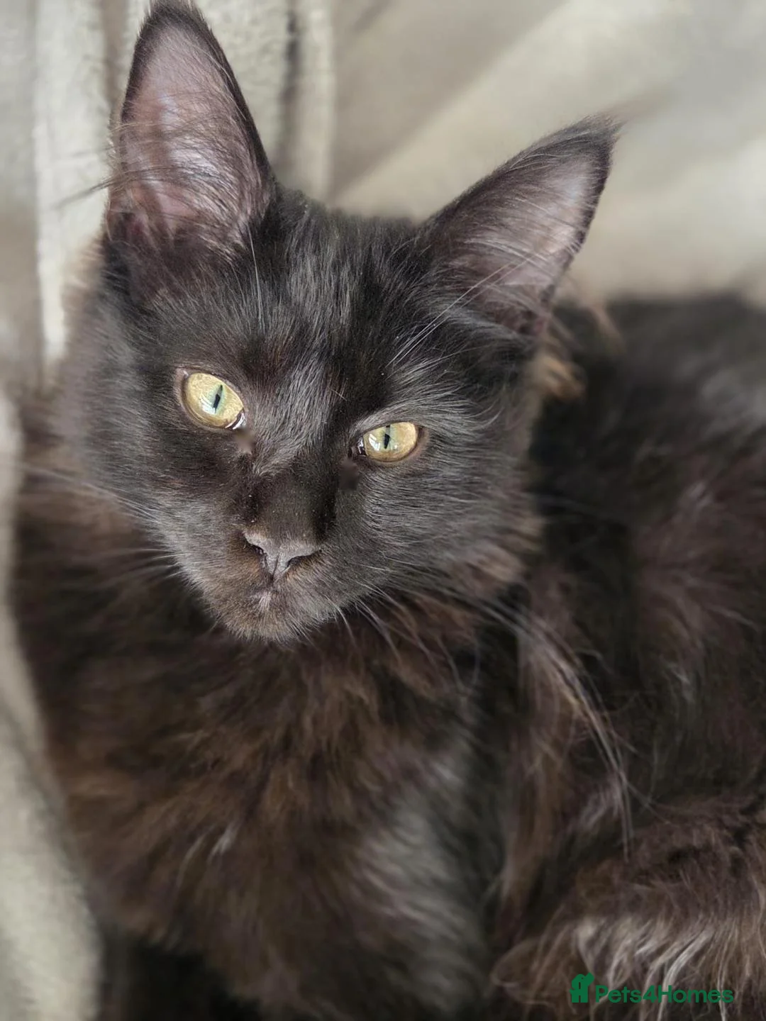 Maine Coon cats for sale: Pure stunning MaineCoon for sale! - Advert 1