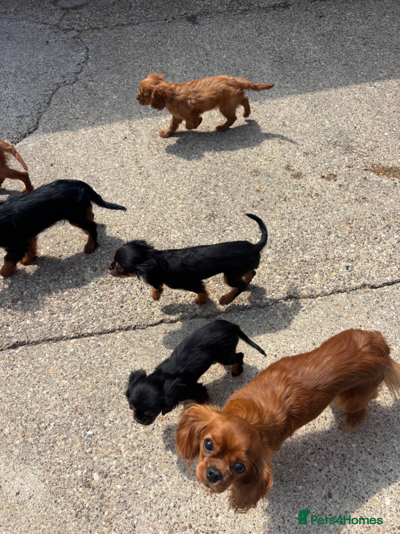Cavalier King Charles Spaniel dogs Cavalier King Charles  - Advert 2