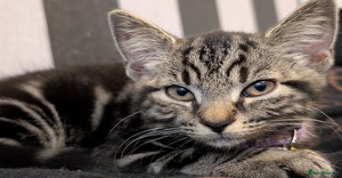 Domestic Shorthair cats - Advert 4