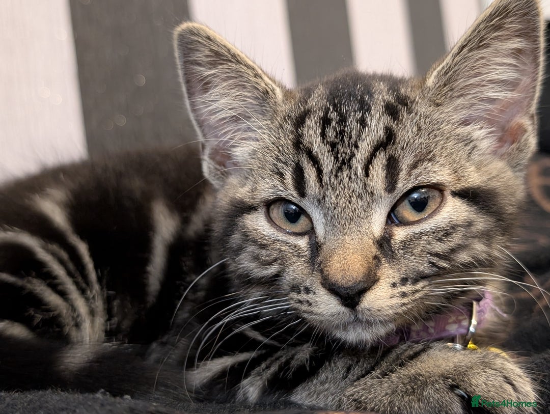 Domestic Shorthair cats for sale: Beautiful loving little tabby brother and sister - Image 3