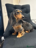 Miniature Dachshund dogs - Advert 16