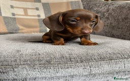 Miniature Dachshund dogs for sale: Beautiful Miniature Smooth Dachshund Puppies! - Image 9