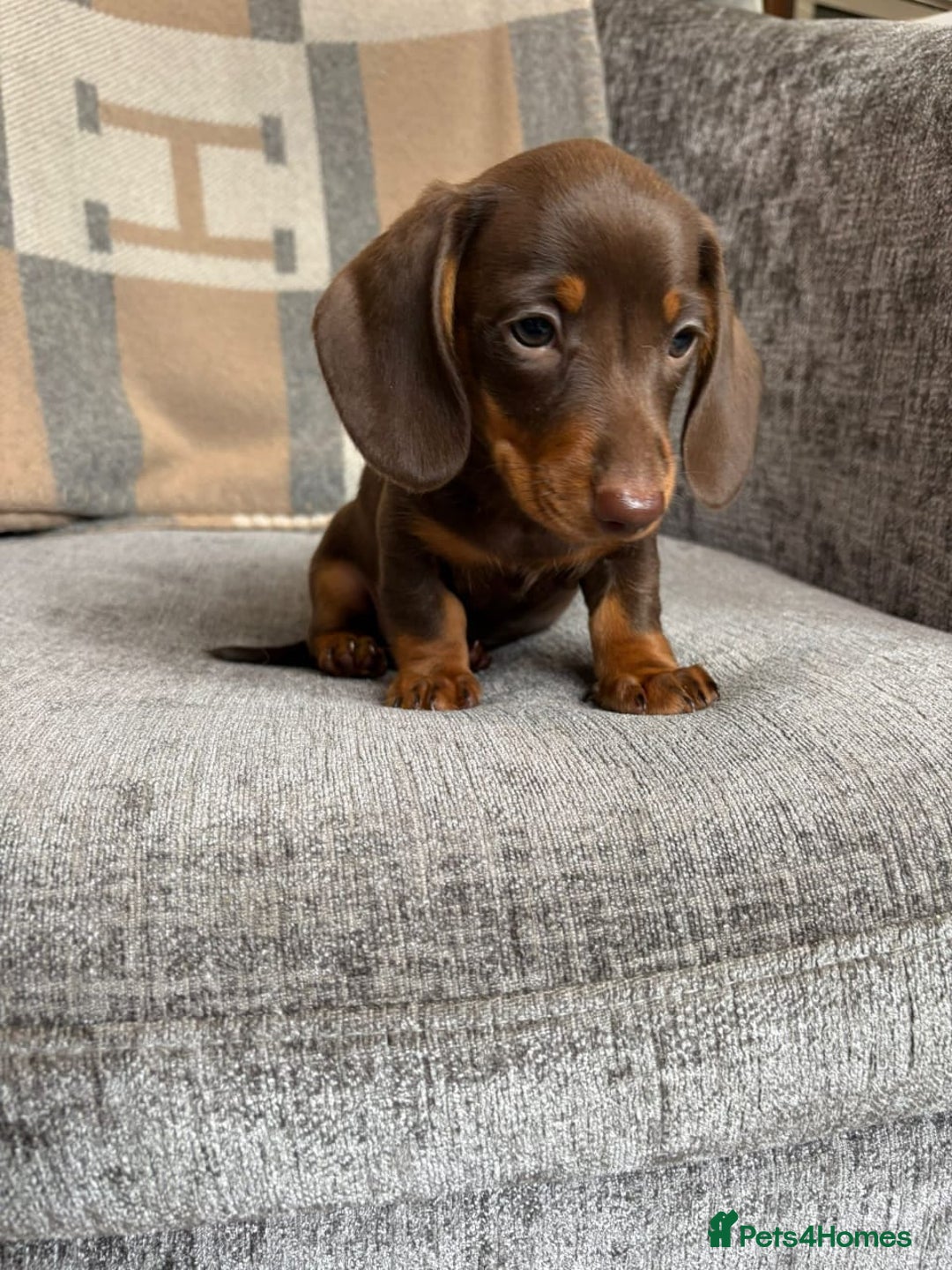 Miniature Dachshund dogs for sale: Beautiful Miniature Smooth Dachshund Puppies! - Image 9