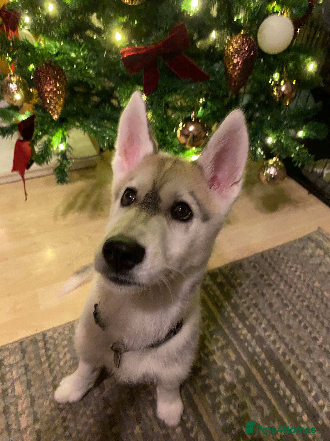 Siberian Husky dogs for sale: Husky puppy Male - Image 3