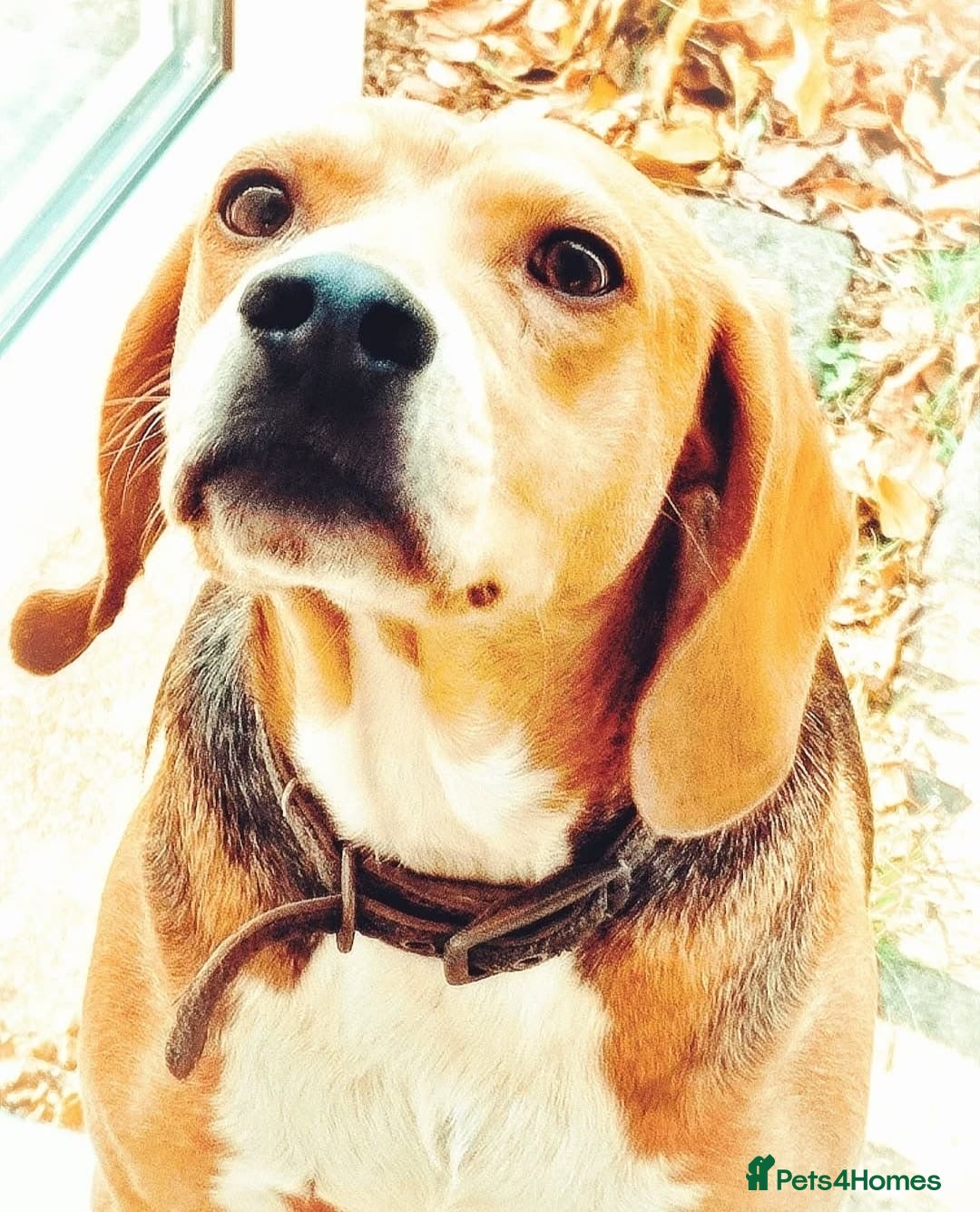 Mixed Breed dogs for adoption: Jojo handsome Beagle cross  - Image 3