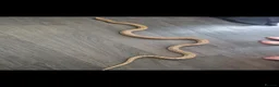 Corn Snake reptiles for sale: Female corn snake - Advert 2