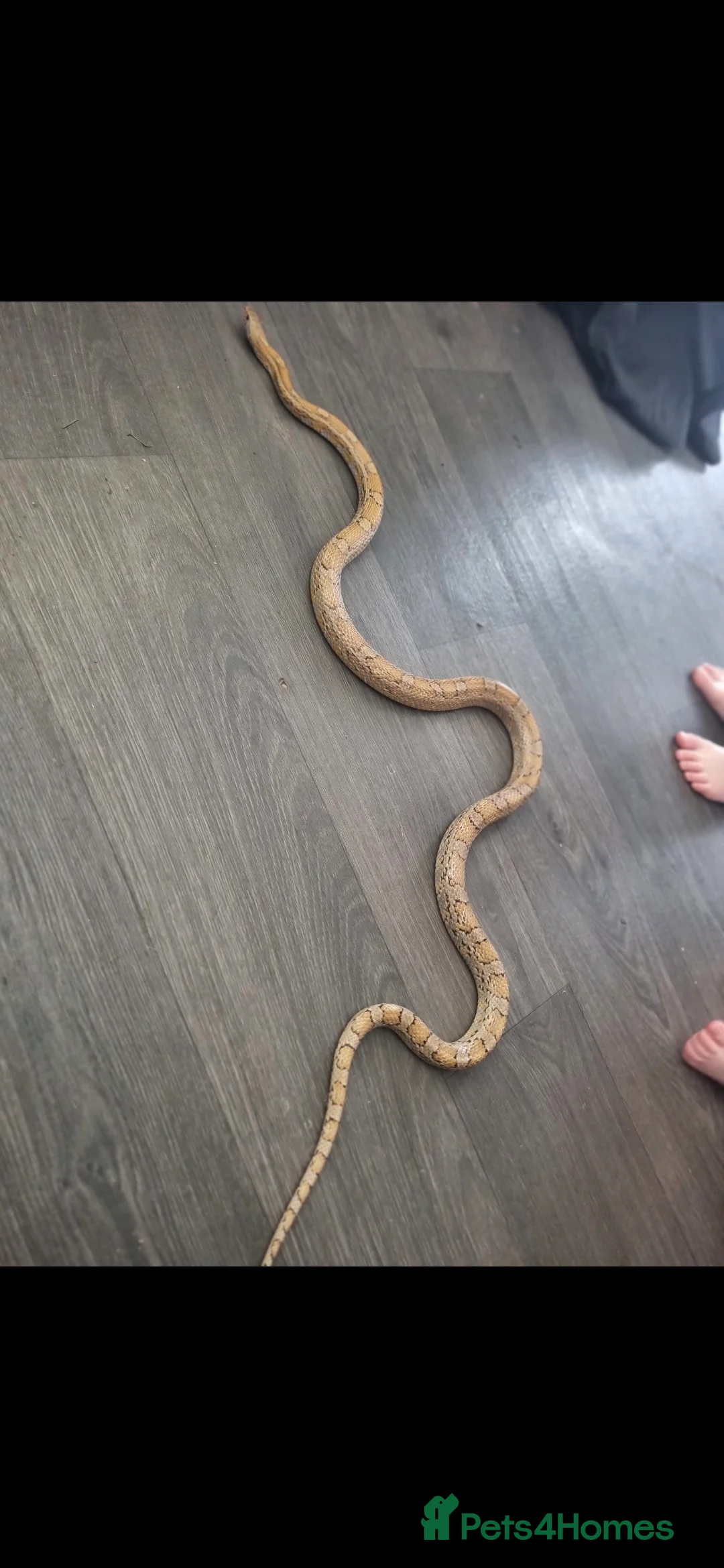 Corn Snake reptiles for sale: Female corn snake - Advert 2