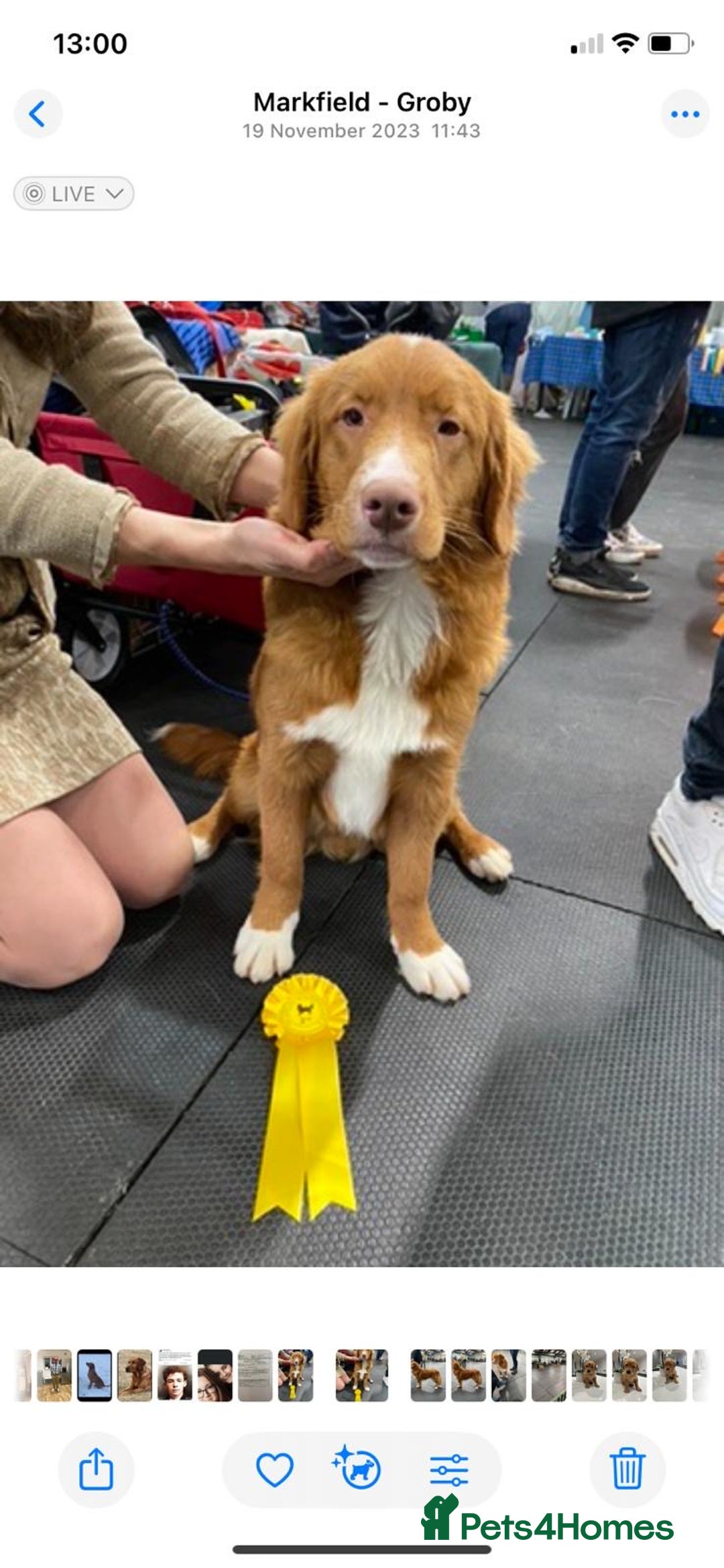 Nova Scotia Duck Tolling Retriever dogs for sale: Beautiful Kc registered nova scotias puppies  - Advert 8