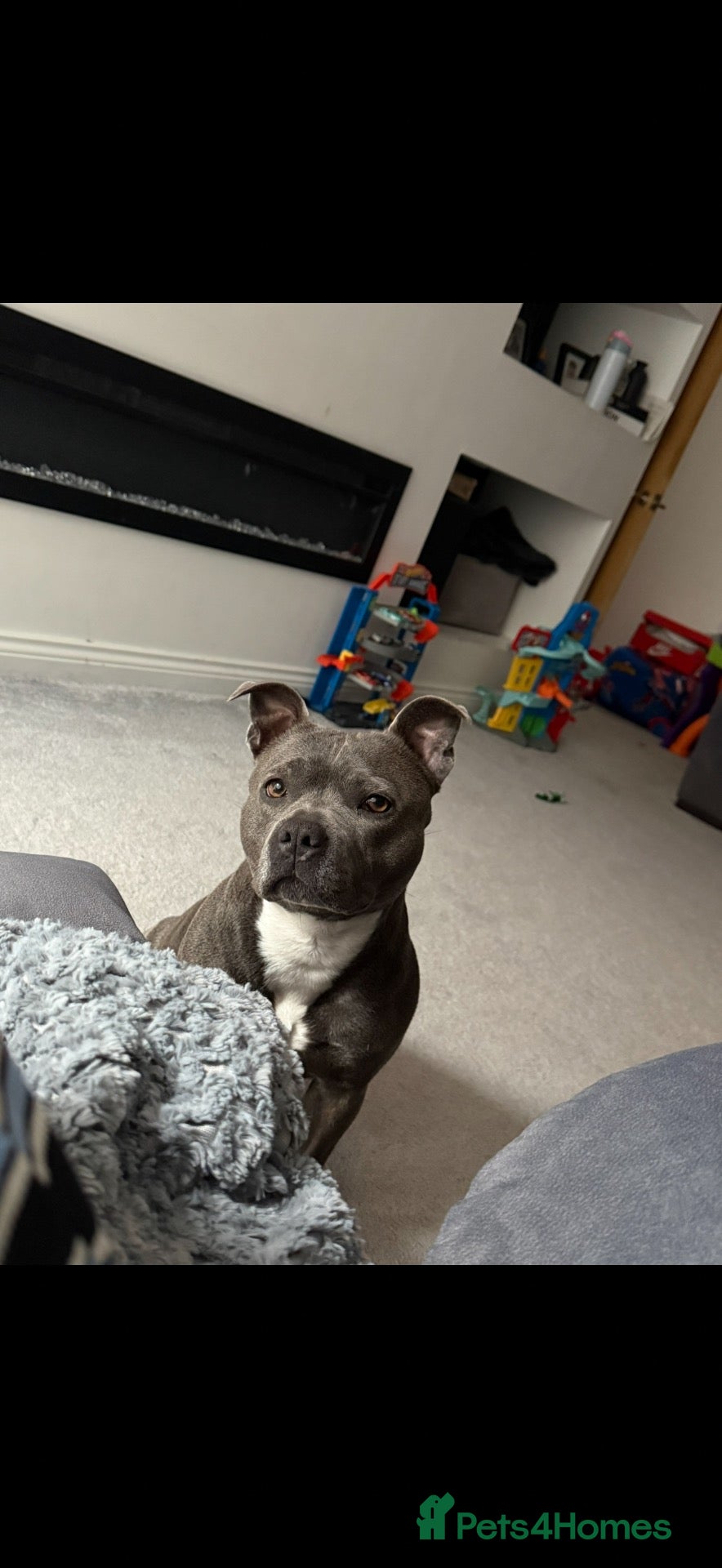 Staffordshire Bull Terrier dogs Blue Staffordshire puppies for sale  - Advert 1
