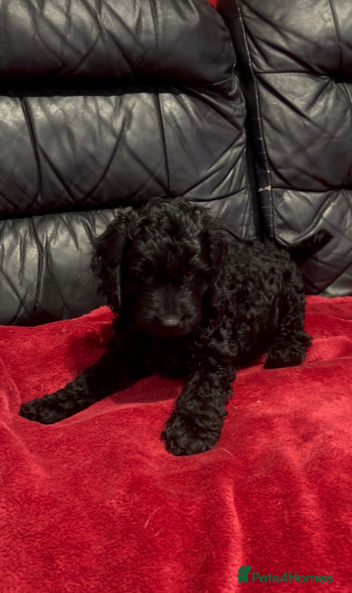 Cockapoo dogs 1 girl Miniature cockapoo puppy left for sale - Advert 6