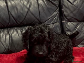 Cockapoo dogs 1 girl Miniature cockapoo puppy left for sale - Advert 6