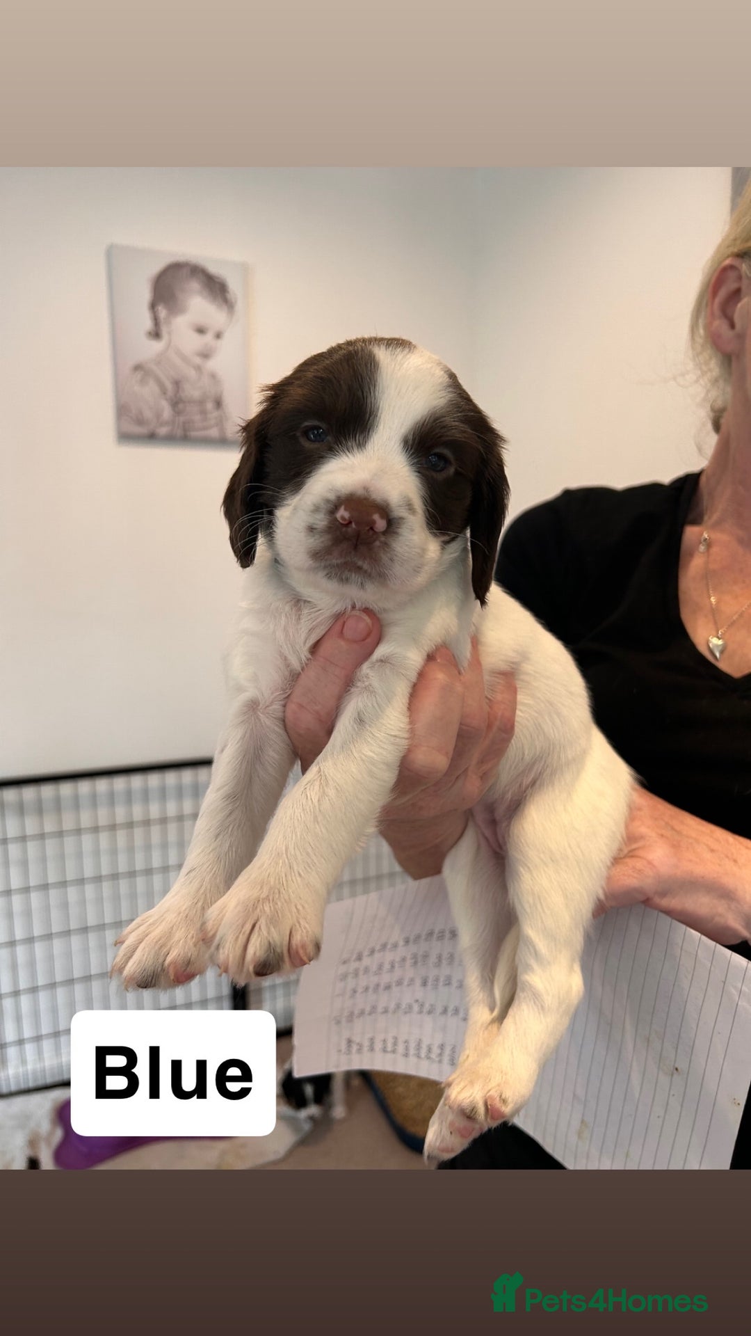English Springer Spaniel dogs for sale: 2 GIRLS LEFT - English Springer Spaniel Puppies - Image 18
