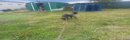 Mixed Breed dogs for adoption: 🌲VICTOR, From Forgotten Forest to Faithful Friend - Advert 3
