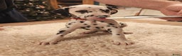 Dalmatian dogs for sale: Ready now - Champion Boys in the making!! - Advert 30