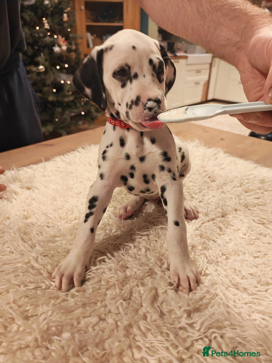 Dalmatian dogs for sale: Ready now - Champion Boys in the making!! - Advert 30