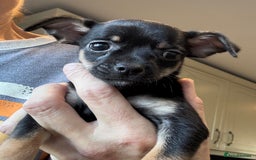 Chihuahua dogs for sale: Adorable chihuahua puppies ready now - Image 5