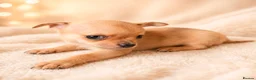 Chihuahua dogs for sale: Chihuahuas *Stunning Litter* LAST ONE Tiny - Advert 12