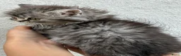Scottish Fold cats for sale: Scottish fold X BSH - Advert 3