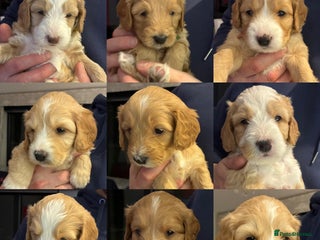 Australian Labradoodle dogs Australian Labradoodle only one boy left - Advert 2