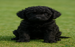 Cockapoo dogs for sale: Stunning Cockerpoo Puppies - Image 5