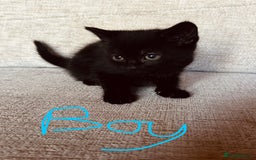 Mixed Breed cats for sale: Cute child-friendly kittens - Image 2
