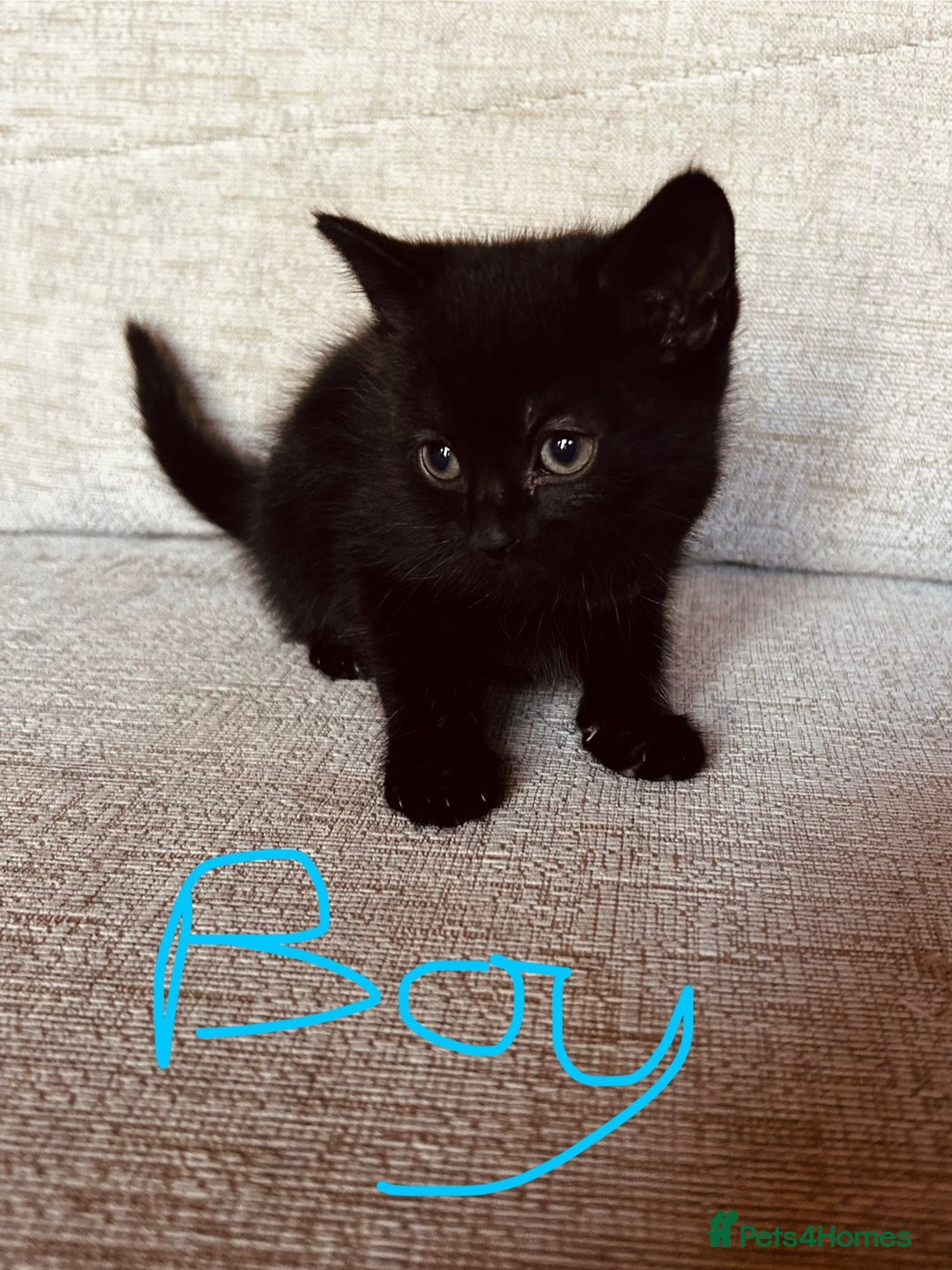 Mixed Breed cats for sale: Cute child-friendly kittens - Image 2
