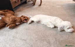 Australian Labradoodle dogs for sale: 🐶READY FOR NEW 🏡 Pure Australian Labradoodle  - Image 10