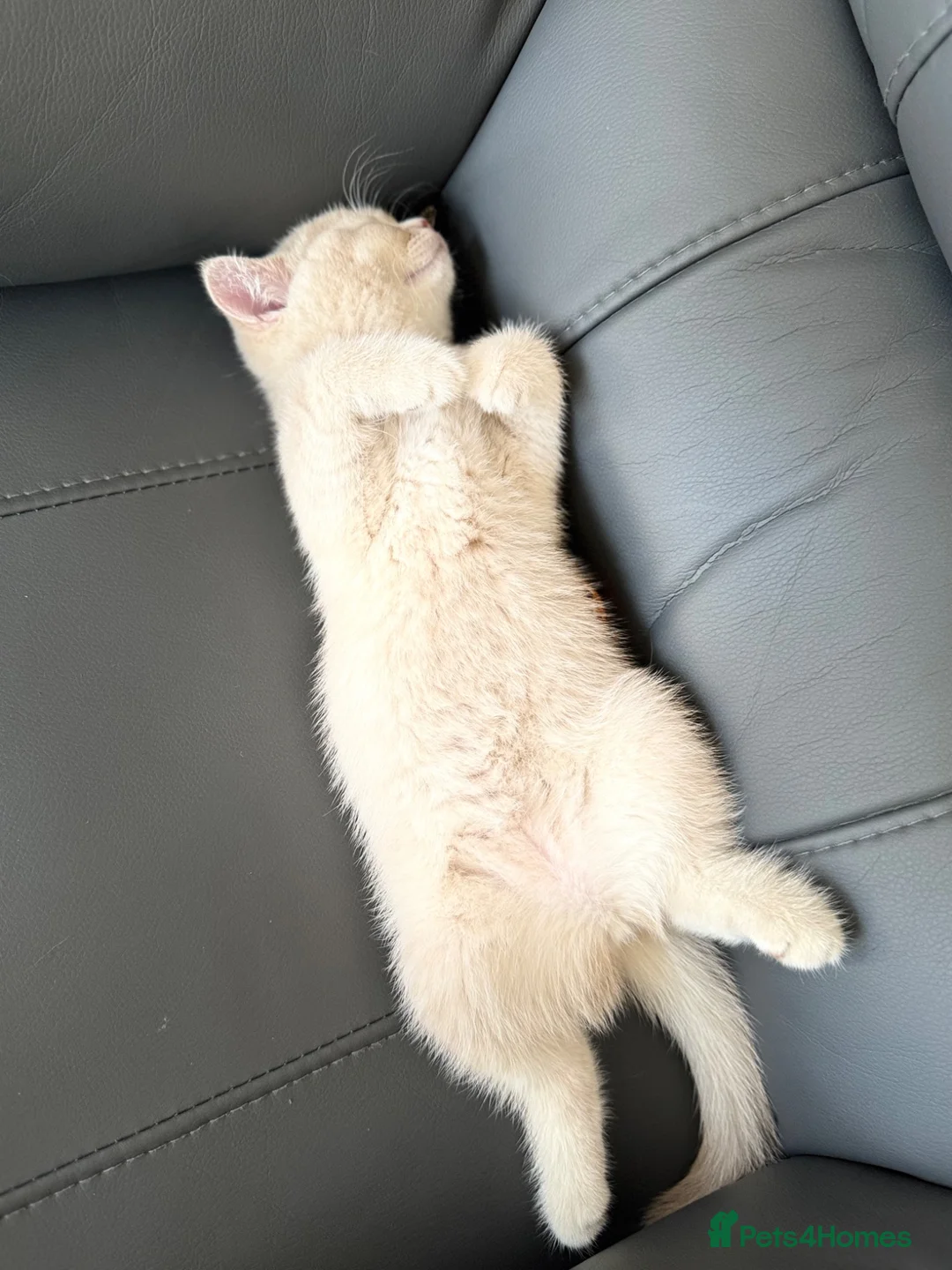 British Shorthair cats for sale: 👑 GCCF BSH Lilac Golden Tipped Girl 👑 - Advert 24