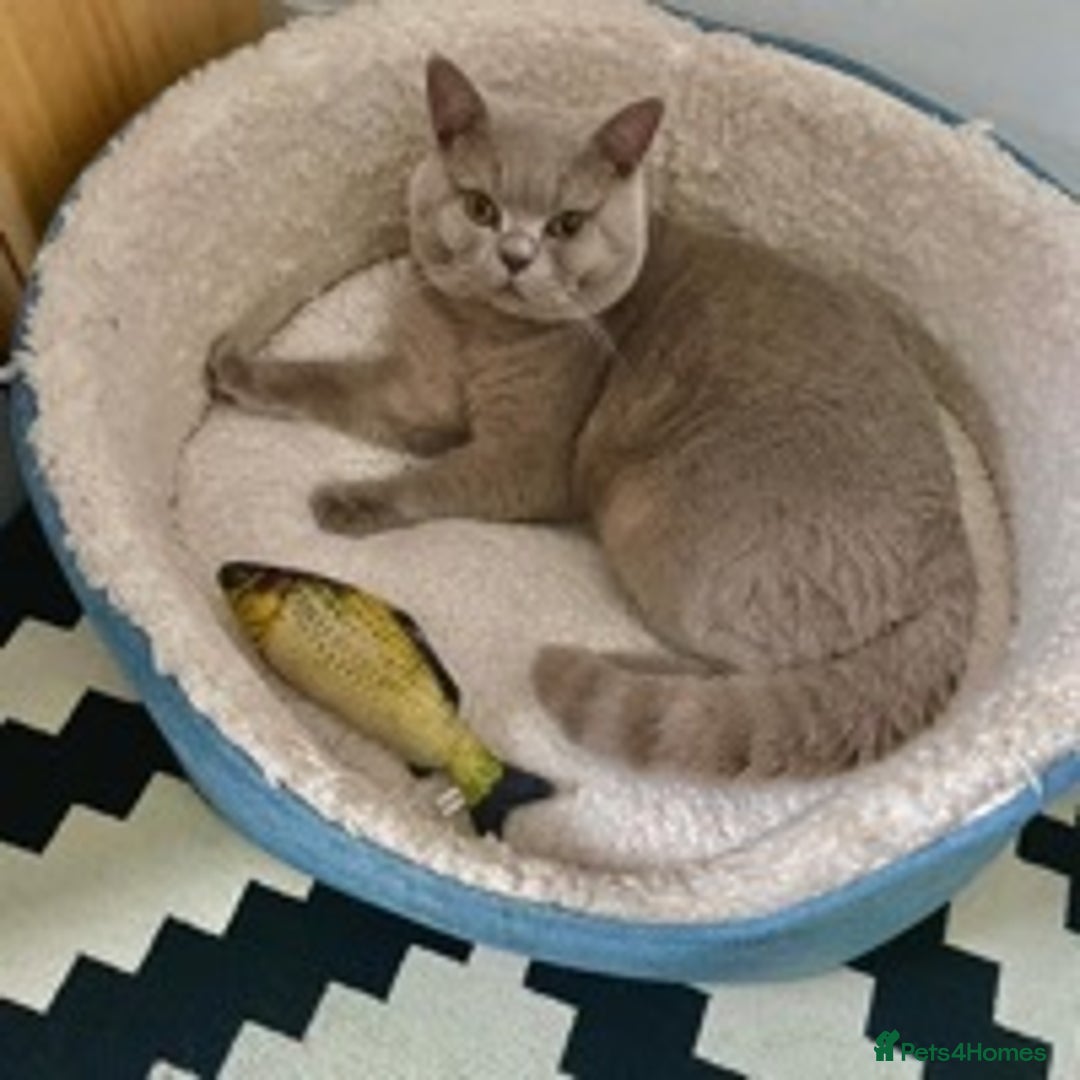 British Shorthair cats for stud: STUD ONLY in Huddersfield - Image 12