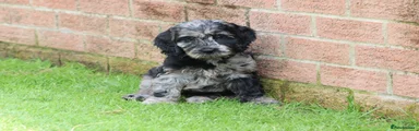 Cockapoo 1