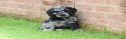Cockapoo dogs for sale: F1 COCKAPOO PUPPIES FOR SALE - Advert 5