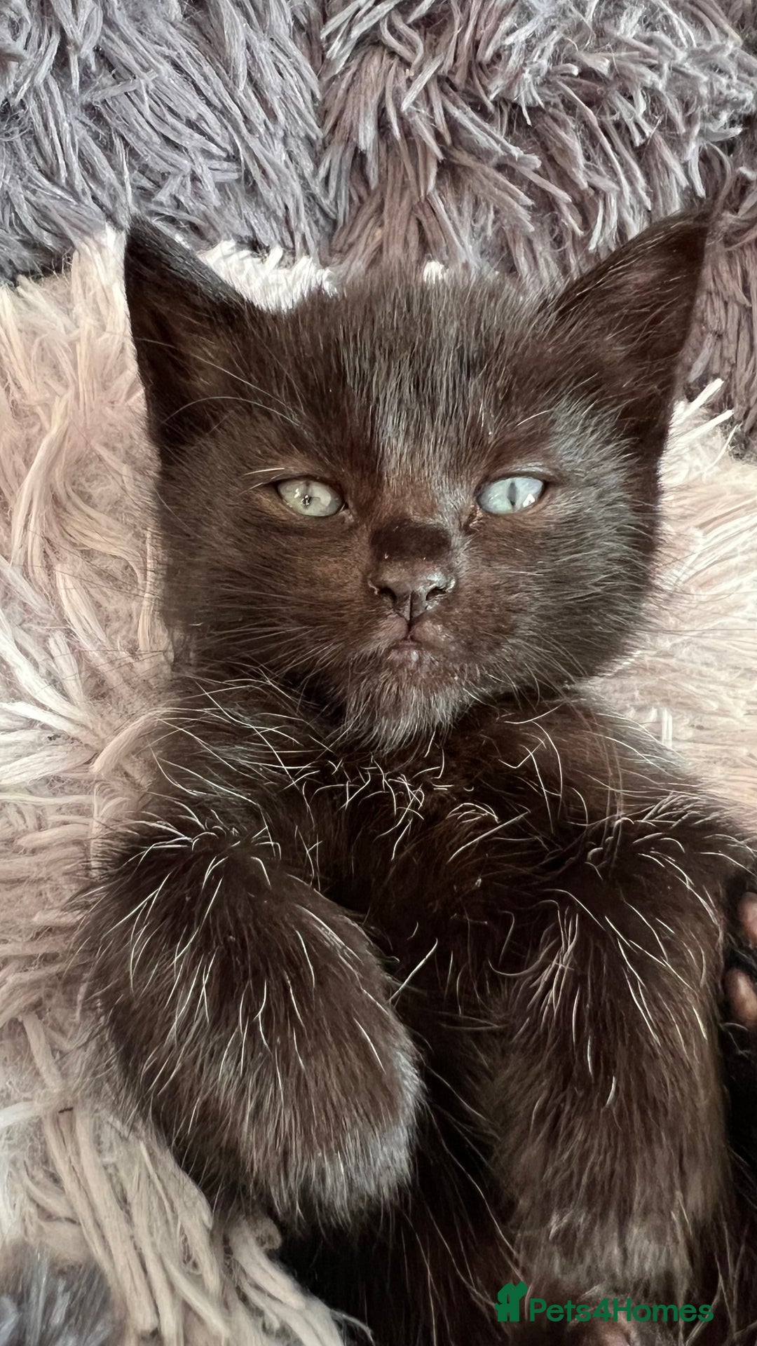 Mixed Breed cats for sale: adorable tuxedo kittens - Advert 3