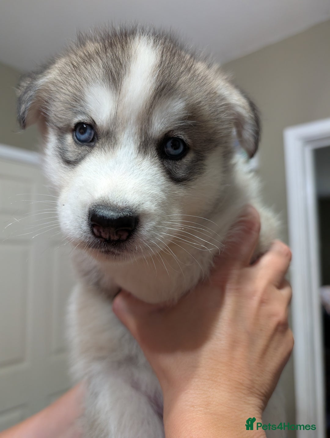 Siberian Husky dogs for sale: Stunning Siberian husky puppies - Image 34